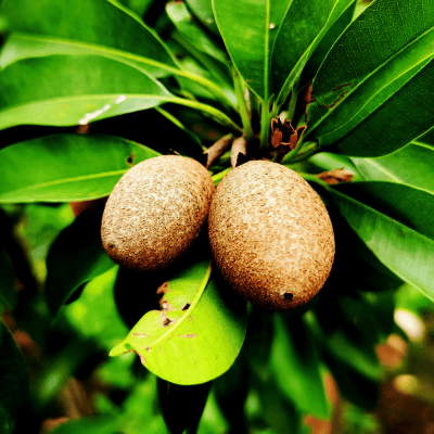 Sapote Fruit Plant